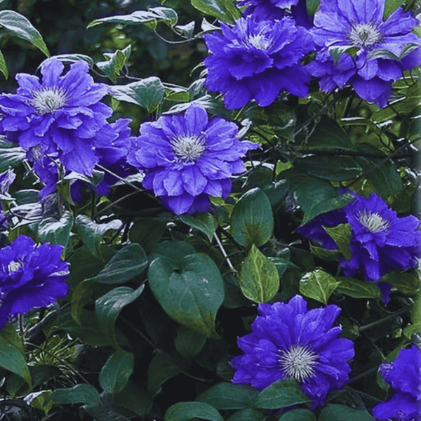 Клематис 'Блю Лайт'. (Clematis 'Blue Light') ОКС