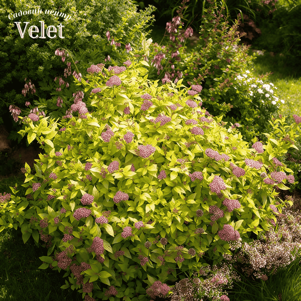 Спірея японська Голден Принцес. (Spiraea japonica Golden Princess) С3 V06045 фото