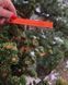 Ялина колюча Лакі Страйк. (Picea pungens Lucky Strike) С5 CS2083 фото 2