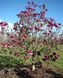 Магнолія гібридна Блек Тюліп. (Magnolia Black Tulip) С7,5 CS2886 фото 3