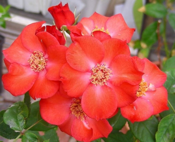 Роза Поппи Роуз. (Poppy Rose) Мускусная в КОНТЕЙНЕРЕ
