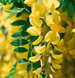 Бобовник (Laburnum) С1,5 R28296 фото 2