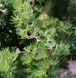 Лиственница Кемпфера/японская Диана. (Larix Kaempferi Diana) С7,5 CS2183 фото 2