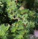 Лиственница Кемпфера/японская Диана. (Larix Kaempferi Diana) С7,5 CS2183 фото 1