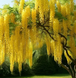 Бобовник (Laburnum) С1,5 R28296 фото 1