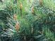 Сосна обыкновенная Тресур. (Pinus sylvestris Treasure) C10 CS2333 фото 2
