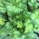 Гейхера Ліпстік. (Heuchera Lipstick) С3, №8 CS1806 фото 1