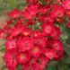 Роза Поппи Роуз. (Poppy Rose) Мускусная в КОНТЕЙНЕРЕ CS0606 фото 3