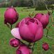 Магнолія гібридна Блек Тюліп. (Magnolia Black Tulip) С7,5 CS2886 фото 1