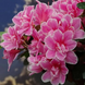 Азалия японская Pink Poetry &mdash; контейнер С3 V52189 фото 3