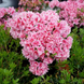 Азалия японская Pink Poetry &mdash; контейнер С3 V52189 фото 2