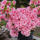 Азалия японская Pink Poetry &mdash; контейнер С3 V52189 фото 1