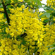 Бобовник (Laburnum) С1,5 R28296 фото 3