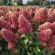 Гортензія волотиста Редлайт. (Hydrangea paniculata RedLight) Р9 V70302 фото 1