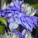 Клематис 'Блю Лайт'. (Clematis 'Blue Light') ОКС CS1706 фото 1