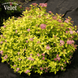 Спірея японська Голден Принцес. (Spiraea japonica Golden Princess) С3 V06045 фото 1
