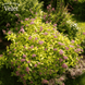 Спірея японська Голден Принцес. (Spiraea japonica Golden Princess) С3 V06045 фото 2