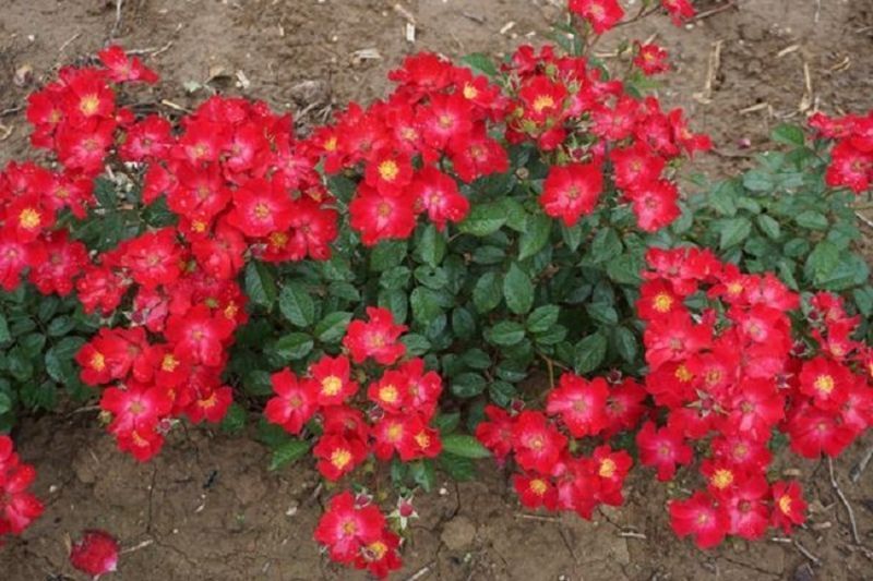 Роза Поппи Роуз. (Poppy Rose) Мускусная в КОНТЕЙНЕРЕ