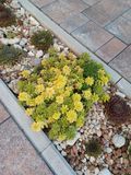 Очиток Міддендорфа / Sedum middendorfianum P9