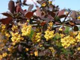 Барбарис Оттавський Суперба (Berberis ottawensis Superba) P9 V52461 фото