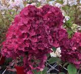 Гортензия метельчатая &laquo;Фрамбуазин Ренсам&raquo; (Hydrangea paniculata Framboisine Rensam) Р9