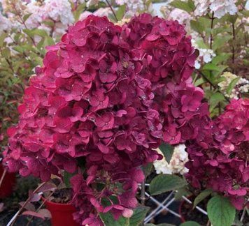 Гортензія волотиста Фрембоісін Ренсам/Самарська Лідія. (Hydrangea paniculata Samarskya Lydia/Framboisine Rensam) С7,5 CS2687 фото