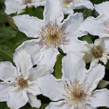 Клематис Дестини. (Clematis Destiny) ІІгруппа