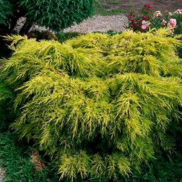 Можжевельник средний Голд Стар. (Juniperus pfitzeriana Old Gold) С3 CS2234 фото