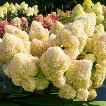 Гортензія волотиста Діамантіно. (Hydrangea paniculata Diamantino) С10, 6-річка CS2737 фото