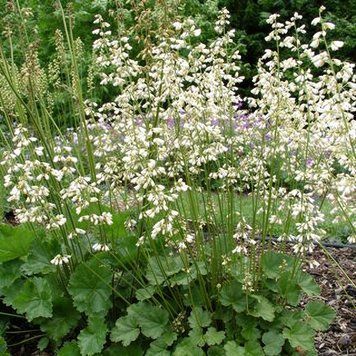 Тиарелла сердцелистная (Tiarella cordifolia) декоративно-лиственная в горшке С3 V10402 фото