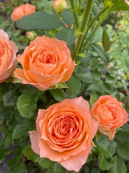 Роза Априкот Лейс. (Apricot Lace) Спрей в КОНТЕЙНЕРЕ, 3-летка CS0507 фото