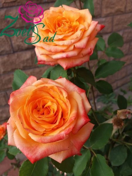 Роза Фольклер. (Folklore) Ч/Г В КОНТЕЙНЕРЕ CS1157 фото