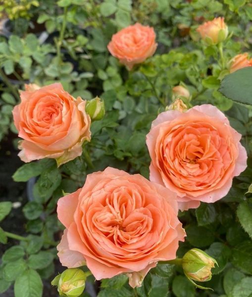 Роза Априкот Лейс. (Apricot Lace) Спрей в КОНТЕЙНЕРЕ, 3-летка CS0507 фото