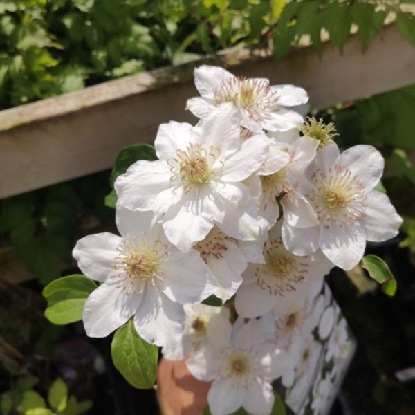 Клематис Дестини. (Clematis Destiny) ІІгруппа