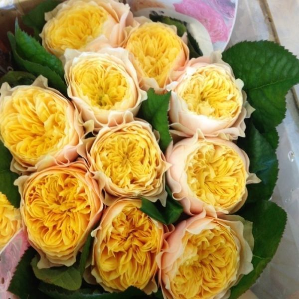 Роза Вувузела Йеллоу (Vuvuzela Yellow) в горшке 4л