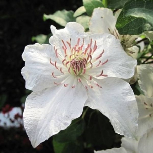Клематис Дестини. (Clematis Destiny) ІІгруппа