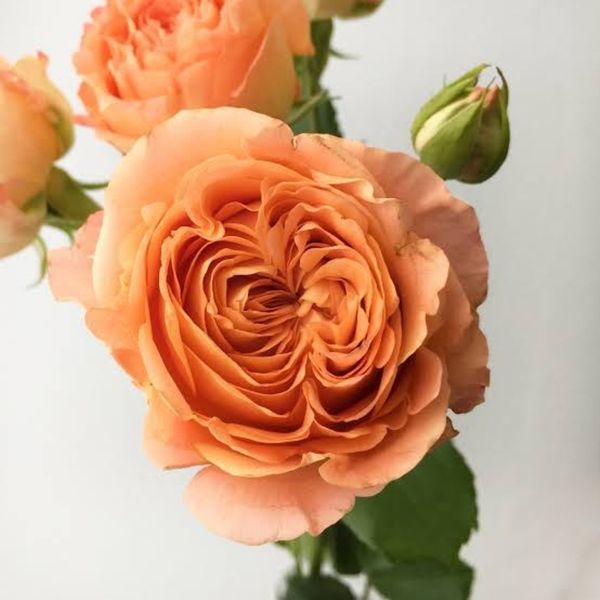 Роза Априкот Лейс. (Apricot Lace) Спрей в КОНТЕЙНЕРЕ, 3-летка CS0507 фото