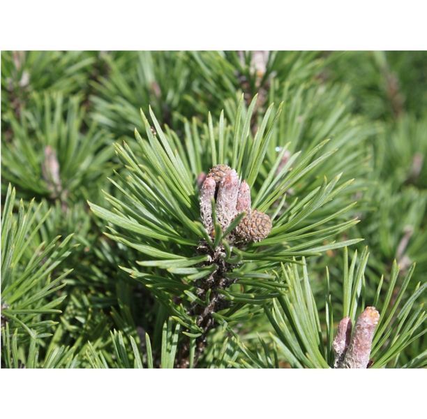 Сосна гірська Міні Мопс. (Pinus mugo Mini Mops) ШТАМБ 40-60 CS2334 фото