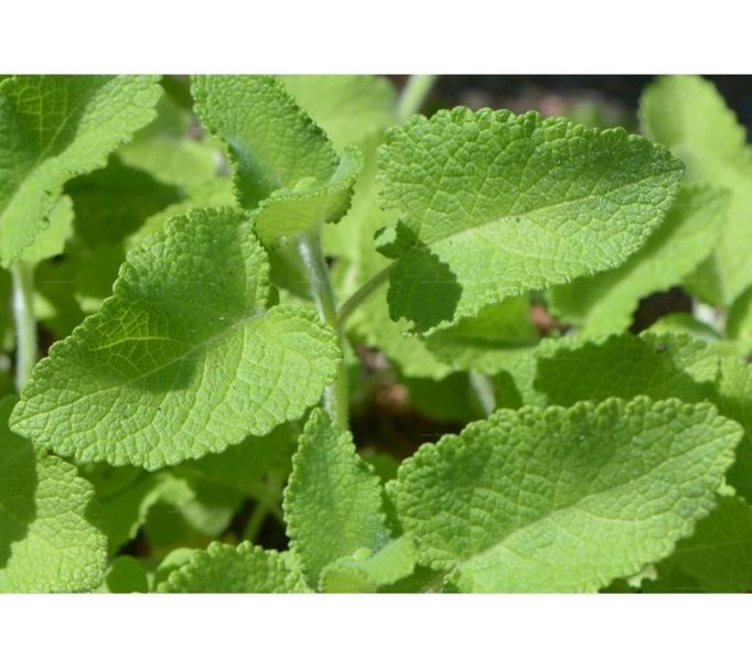 Шавлія мутовчата. (Salvia verticillata) С1,5