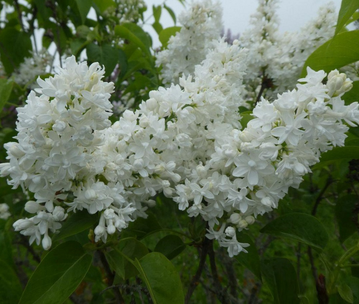 Сирень Місс Элен Вільмон. (Syringa vulgaris Miss Ellen Willmott) CS2937 фото
