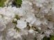 Сирень Місс Элен Вільмон. (Syringa vulgaris Miss Ellen Willmott) CS2937 фото 2
