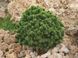 Сосна гірська Міні Мопс. (Pinus mugo Mini Mops) ШТАМБ 40-60 CS2334 фото 3