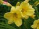 Лилейник Стелла де Оро. (Hemerocallis Stella de Oro) Р9 CS3852 фото 3