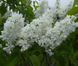 Сирень Місс Элен Вільмон. (Syringa vulgaris Miss Ellen Willmott) CS2937 фото 3