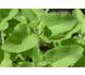 Шавлія мутовчата. (Salvia verticillata) С1,5 CS1957 фото 2