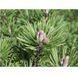 Сосна гірська Міні Мопс. (Pinus mugo Mini Mops) ШТАМБ 40-60 CS2334 фото 2