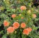 Роза Априкот Лейс. (Apricot Lace) Спрей в КОНТЕЙНЕРЕ, 3-летка CS0507 фото 4