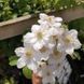Клематис Дестини. (Clematis Destiny) ІІгруппа CS1707 фото 3
