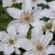 Клематис Дестини. (Clematis Destiny) ІІгруппа CS1707 фото 1