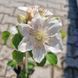Клематис Дестини. (Clematis Destiny) ІІгруппа CS1707 фото 2